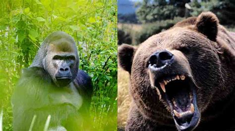 Battle of the Beasts: Bear vs Gorilla - Just Differences