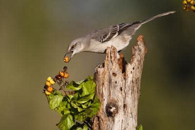 'Northern Mockingbird Feeding on Anaqua Berries' Photographic Print - Larry Ditto | AllPosters.com