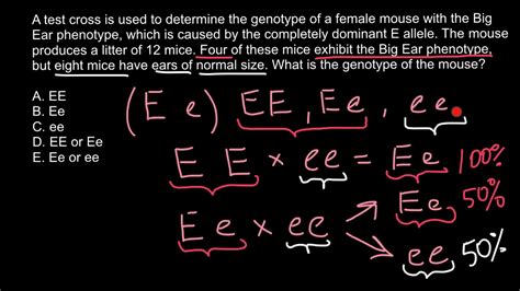 What is a test cross explanation with examples - YouTube