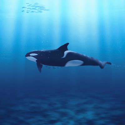 Killer Whale Facts for Kids - Facts Just for Parents, Teachers and Students