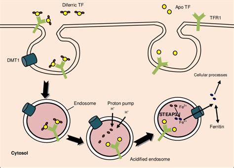 4 Transferrin mediated iron uptake. | Download Scientific Diagram