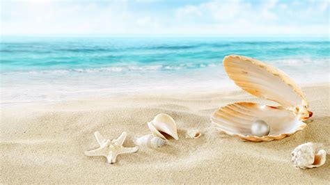 Beach Shells Wallpapers - Wallpaper Cave