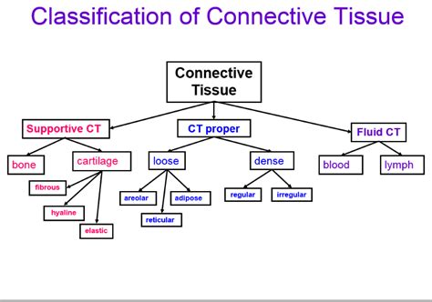 Connective Tissue Disease