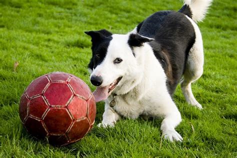 A Gallery of Dogs Who Love To Play Soccer