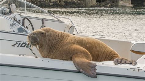 Wally the walrus to get his own pontoon - BBC News