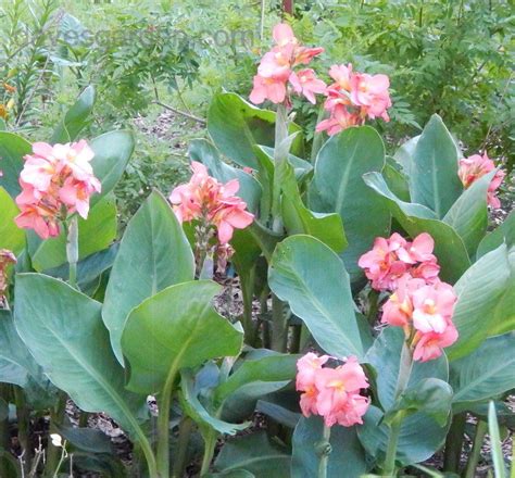 PlantFiles Pictures: Canna Lily 'Angel Pink' (Canna x generalis) by vossner