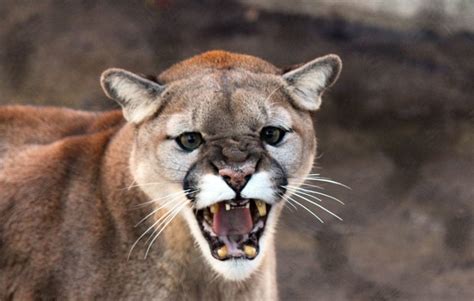 Colorado man fights off, kills mountain lion