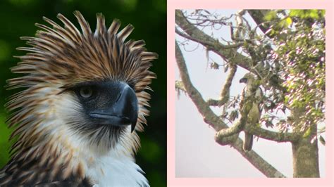 Juvenile Philippine Eagle Spotted In Mt. Apo