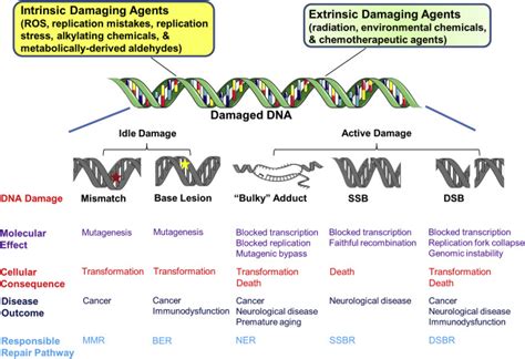 DNA Damage and Associated DNA Repair Defects in Disease and Premature ...