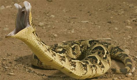 The Most Deadly Snakes in the World | HorizonTimes | Page 55