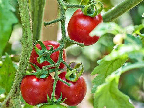 Top 3 Common Tomato Plant Problems
