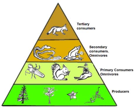 Secondary Consumer Animals