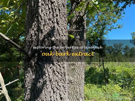 Exploring The Properties Of Blackjack Oak Bark Extract | ShunCy