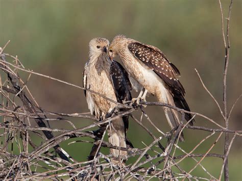 Whistling Kite | A couple of juvenile Whistling Kites restin… | Flickr