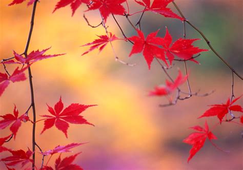 Fond d'écran : Japon, lumière du soleil, tomber, feuilles, la nature, rouge, branche, arbre, l ...