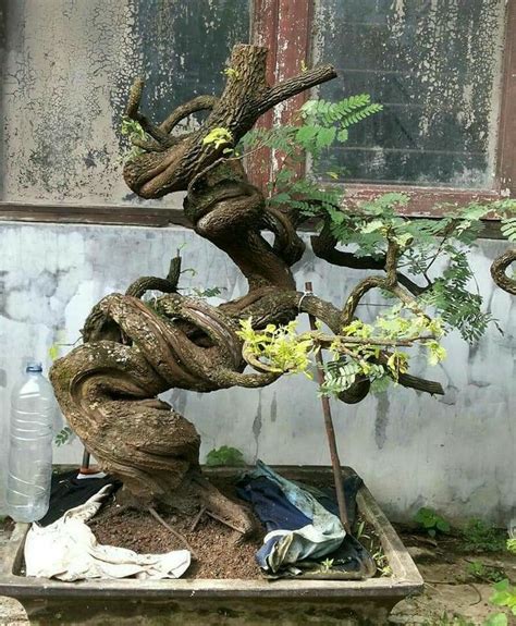 Pin oleh Othmar di bonsai | Pohon bonsai, Bonsai, Dekorasi tanaman