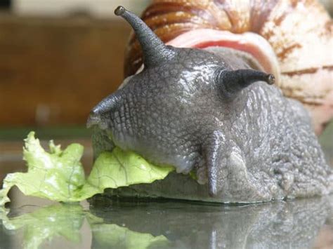 Snail Terrarium: 8 Tips to Make The Best Snail Habitat - A-Z Animals