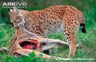 Adaptations - The Iberian Lynx