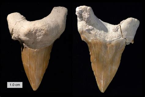 Wooster’s Fossils of the Week: Mackerel shark teeth from the Eocene of ...