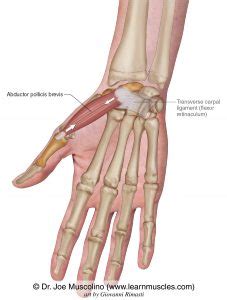 Abductor Pollicis Brevis - Learn Muscles