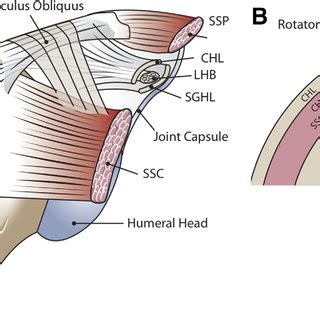 (PDF) The Rotator Interval: Pathology and Management