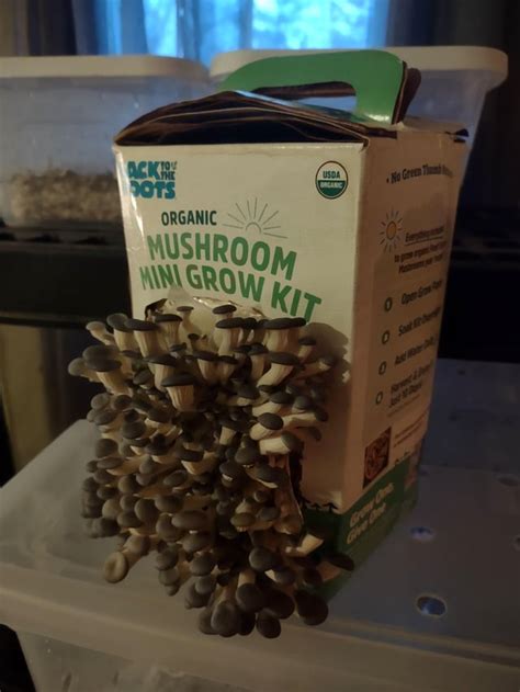 Oyster mushroom kit is growing nicely. : r/CAgardening