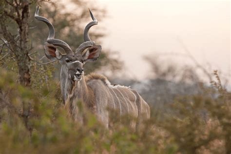 Greater Kudu Facts | CRITTERFACTS