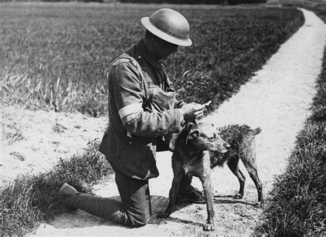 Pozieres War Animal Memorial - July 2017 | Australian Dog Lover