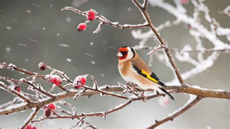 Goldfinch Snow – Bing Wallpaper Download