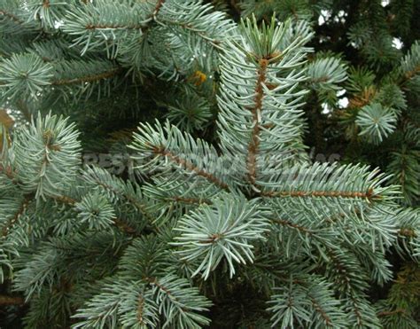 10 Best Blue Spruce: Species and Varieties - Best Landscape Ideas