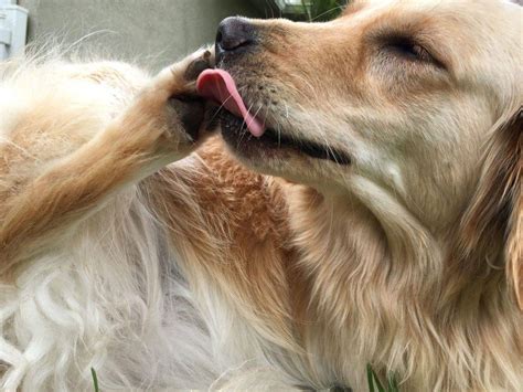 ¿Por qué los perros se lamen tanto las patas?