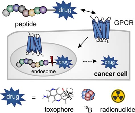 Targeting of peptide‐binding receptors on cancer cells with peptide‐drug conjugates - Worm ...