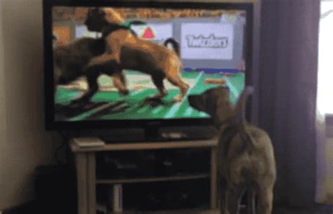 Dogs Watching Dogs on TV, You're Welcome