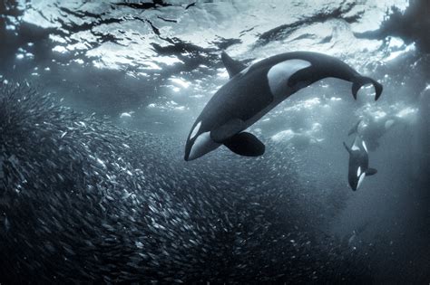 Underwater Orca photo Herring run | George Karbus Photography ...