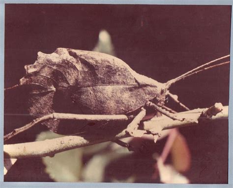 Katydid from Panama is Mimetica crenulata - What's That Bug?