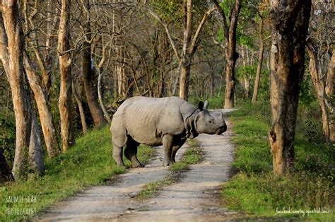 Kaziranga National Park - Assam, India - Tripcarta