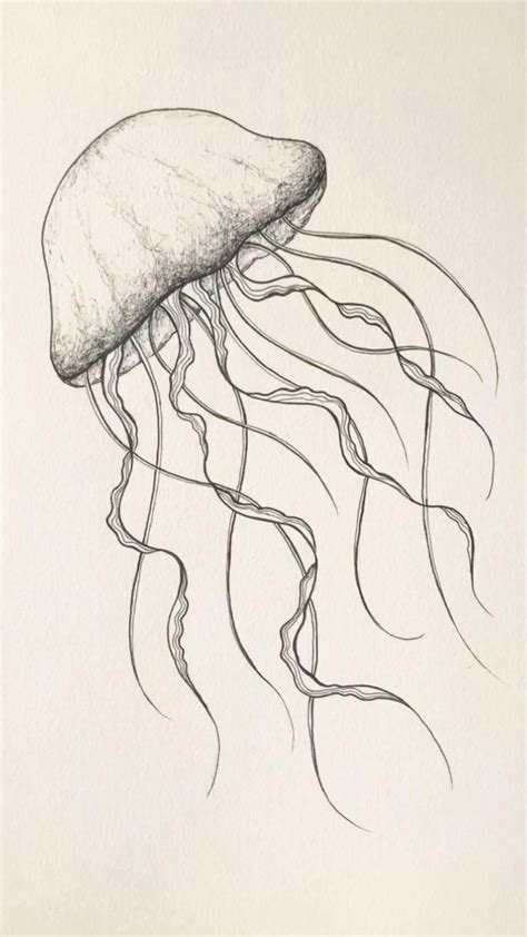 Jellyfish sketch | Jellyfish drawing, Art drawings simple, Drawings