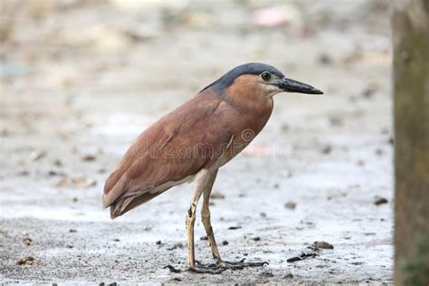 Nankeen Night Heron or Rufous Night Heron Stock Image - Image of background, swamp: 121711785