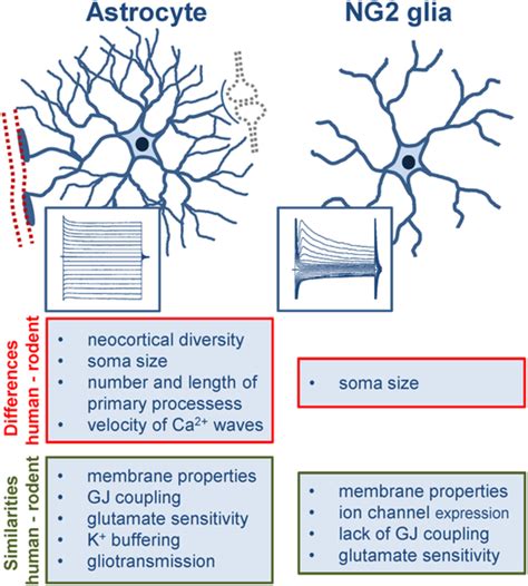 Properties of human astrocytes and NG2 glia - Bedner - 2020 - Glia - Wiley Online Library