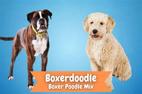 Boxerdoodle Dog Breed Information: Boxer Poodle Mix