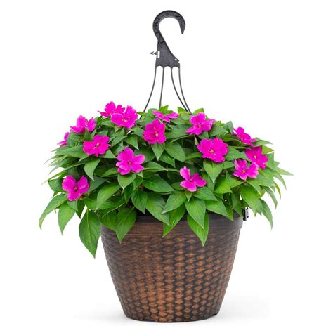 SunPatiens 2 Gal. Sunpatien Impatien Plant Lilac Flowers in 12 In. Hanging Basket-DC12HBSUNLIL ...