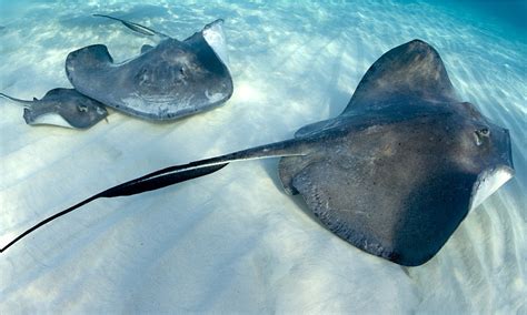 Stingray fishes photo and wallpaper. Cute Stingray fishes pictures