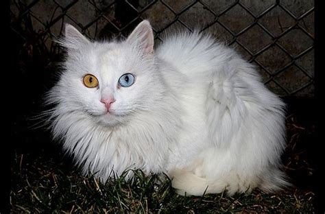 Van Kedisi 2 Turkish Van Cats, Turkish Angora Cat, Angora Cats, White Kittens, Cats And Kittens ...