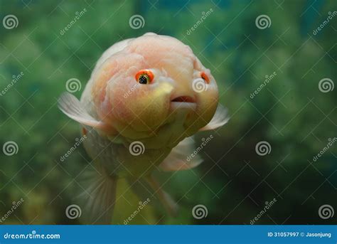 Cute Fish Royalty Free Stock Photography - Image: 31057997