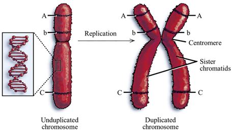 Cell Divison