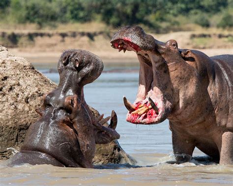 Travel photographer captures brutal hippo fight as animals clash for territory in Zambia ...