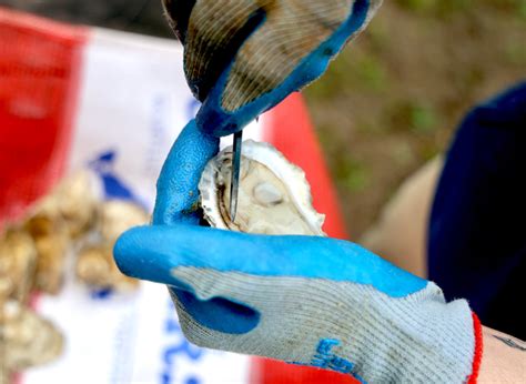 Oyster Shucking 101 | Edible Vineyard