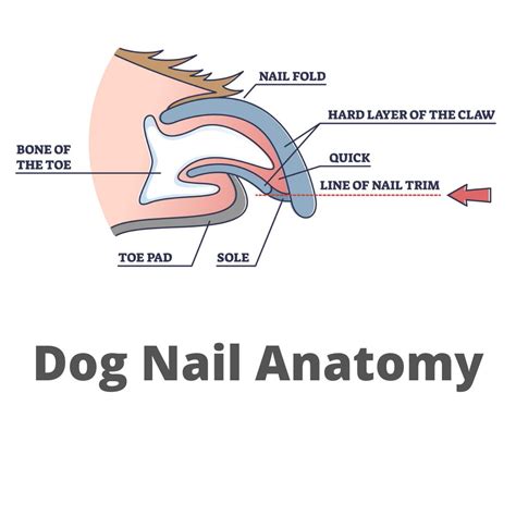 What Is a Dog's Quick And What Happens If I Cut It? - My Brown Newfies