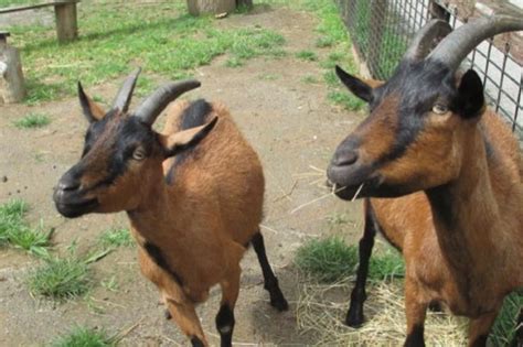 Oberhasli Goat - WNC Nature Center