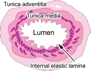 Circulatory System: The Histology Guide